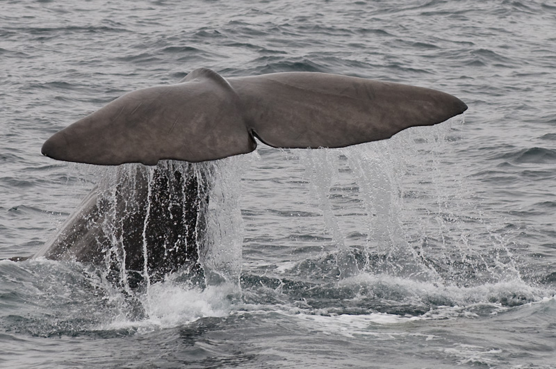 70 Valas Pyrsto 11.jpg - Tapahtumaa oli hieno seurata